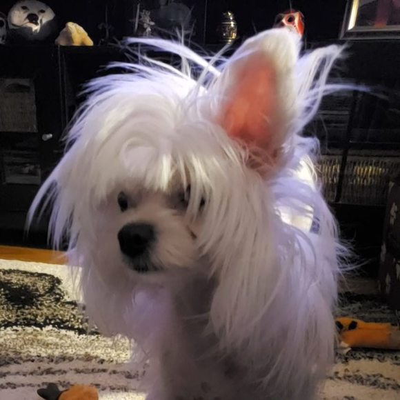 Meet your Posher, Chris - Picture 1 of 1